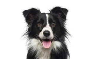 Border collie