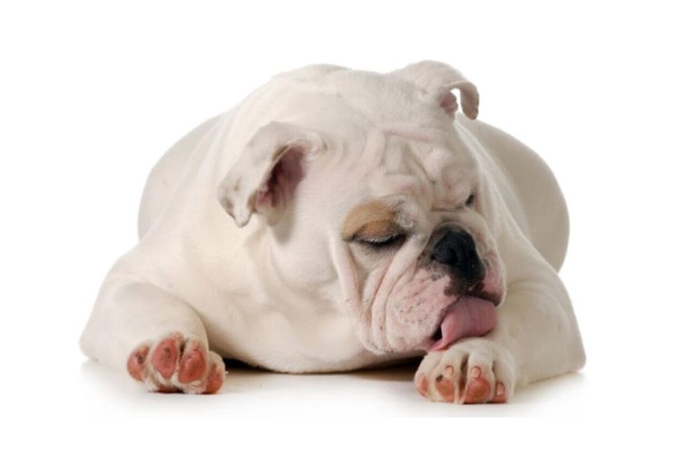 Por que os cães lambem as patas?