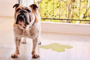 Como eliminar o cheiro de xixi de cachorro