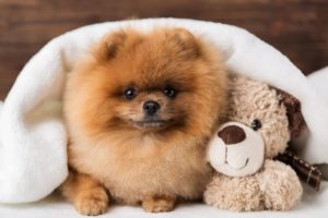 Lulu da Pomerânia