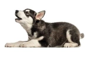Por que os cães uivam