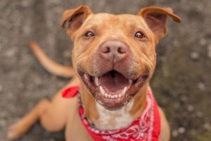 Os cães trocam de dentes?
