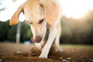 Por que os cães cavam