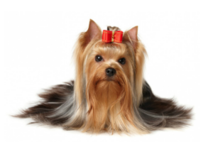 Como é ter um Yorkshire Terrier