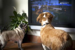 Os cães assistem TV