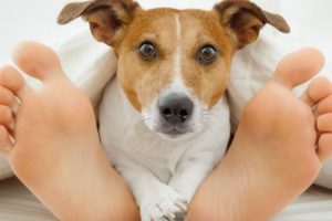 Por que os cachorros lambem os pés dos seus donos
