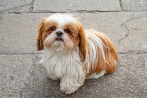 Shih Tzu é uma raça indicada para crianças