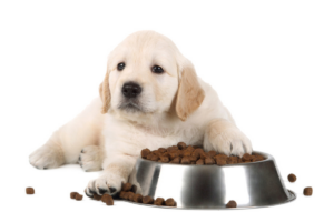 Como fazer o cachorro comer ração