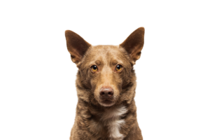 Comportamento e linguagem do cachorro