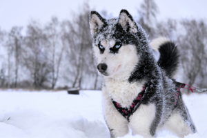 Husky Siberiano pode viver no calor?