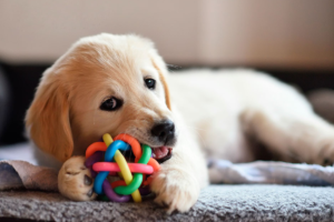 Quais brinquedos são perigosos para os cães