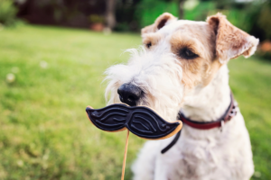 Os cães têm bigode