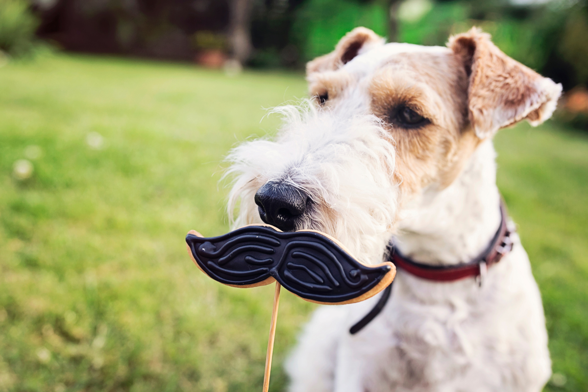 Os cães têm bigodes? | Cães & Love