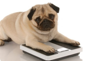 Como saber se o cão está obeso