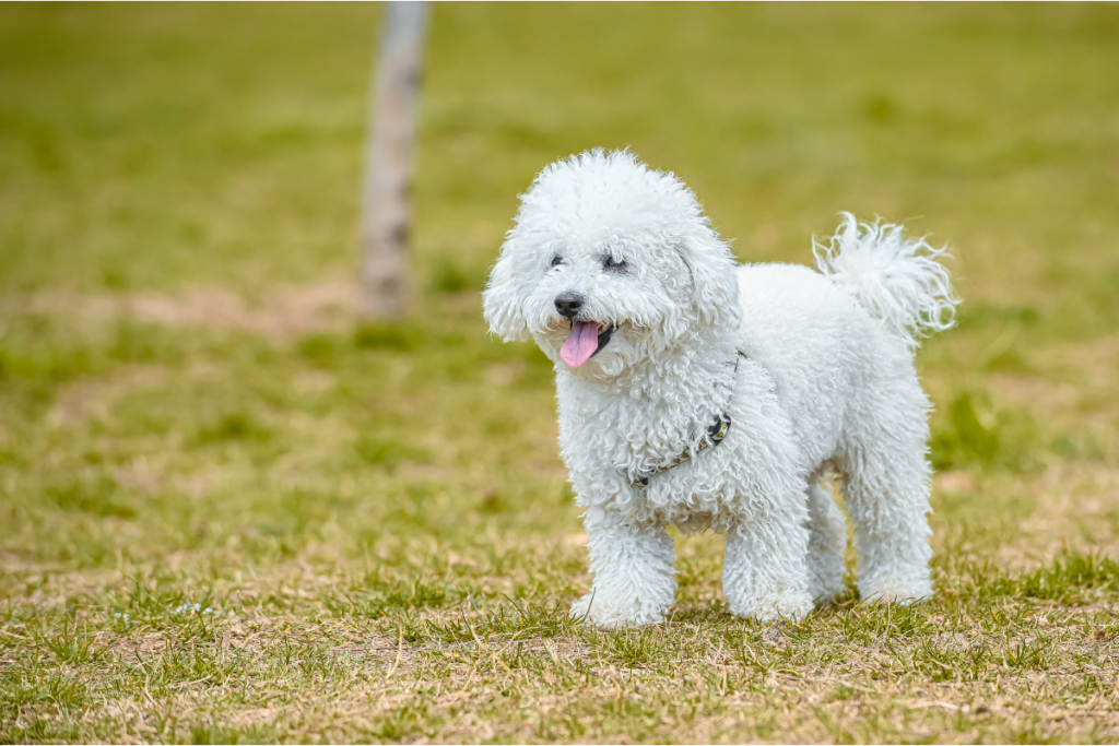 A Raça Poodle é uma das mais populares do mundo? Cães & Love
