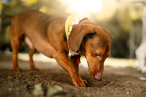 Por que os cães cavam buraco